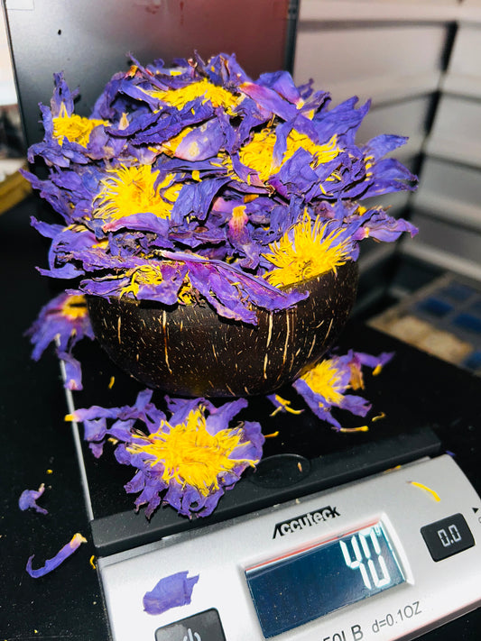 Whole Blue Lotus Flowers