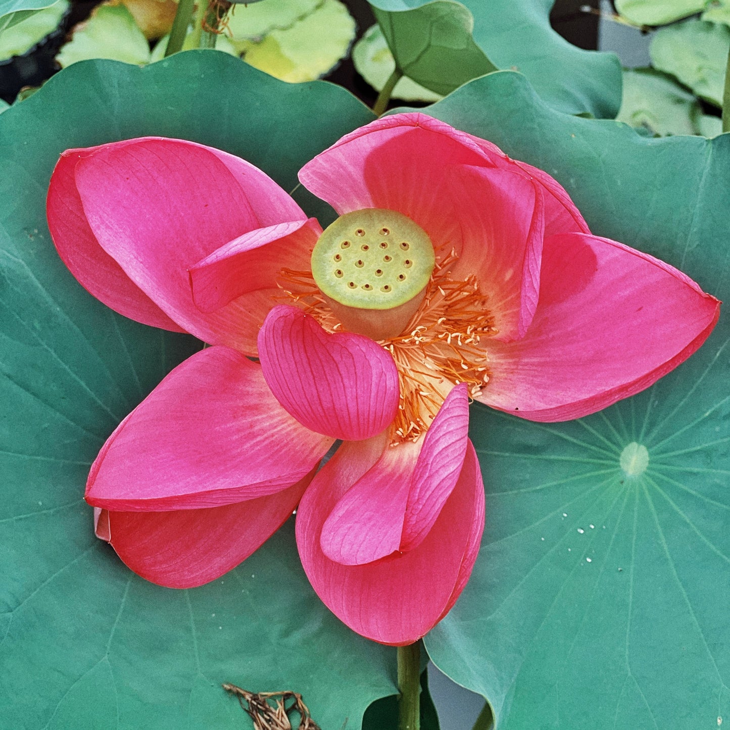 Pink Lotus Flower Meditative Essence