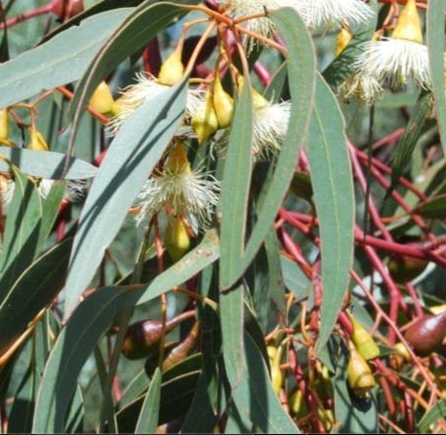 Tasmania Blue Gum Eucalyptus Meditative Essential Oil