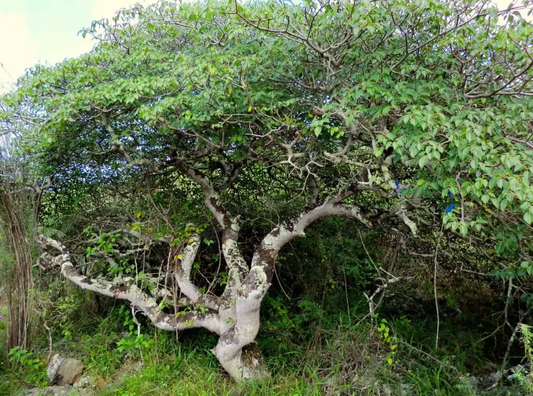 Palo Santo Meditative Essence