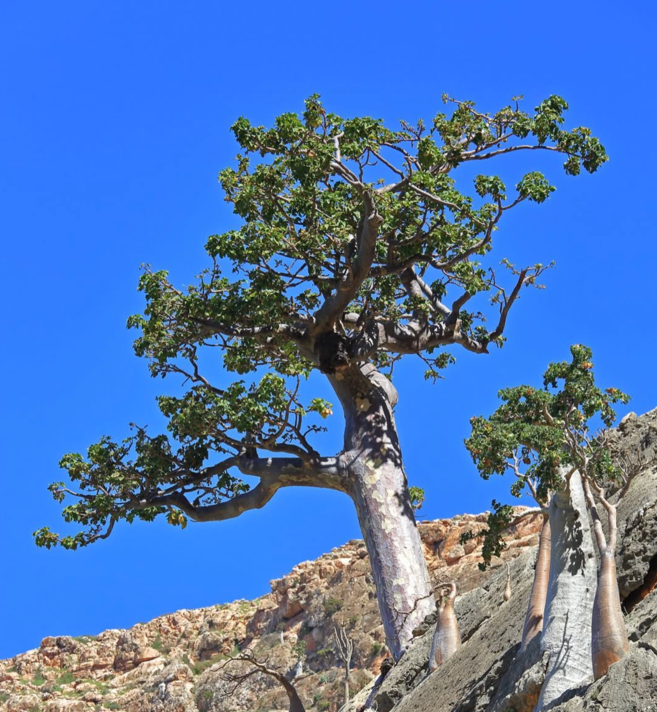Frankincense #1 - Meditative Essence