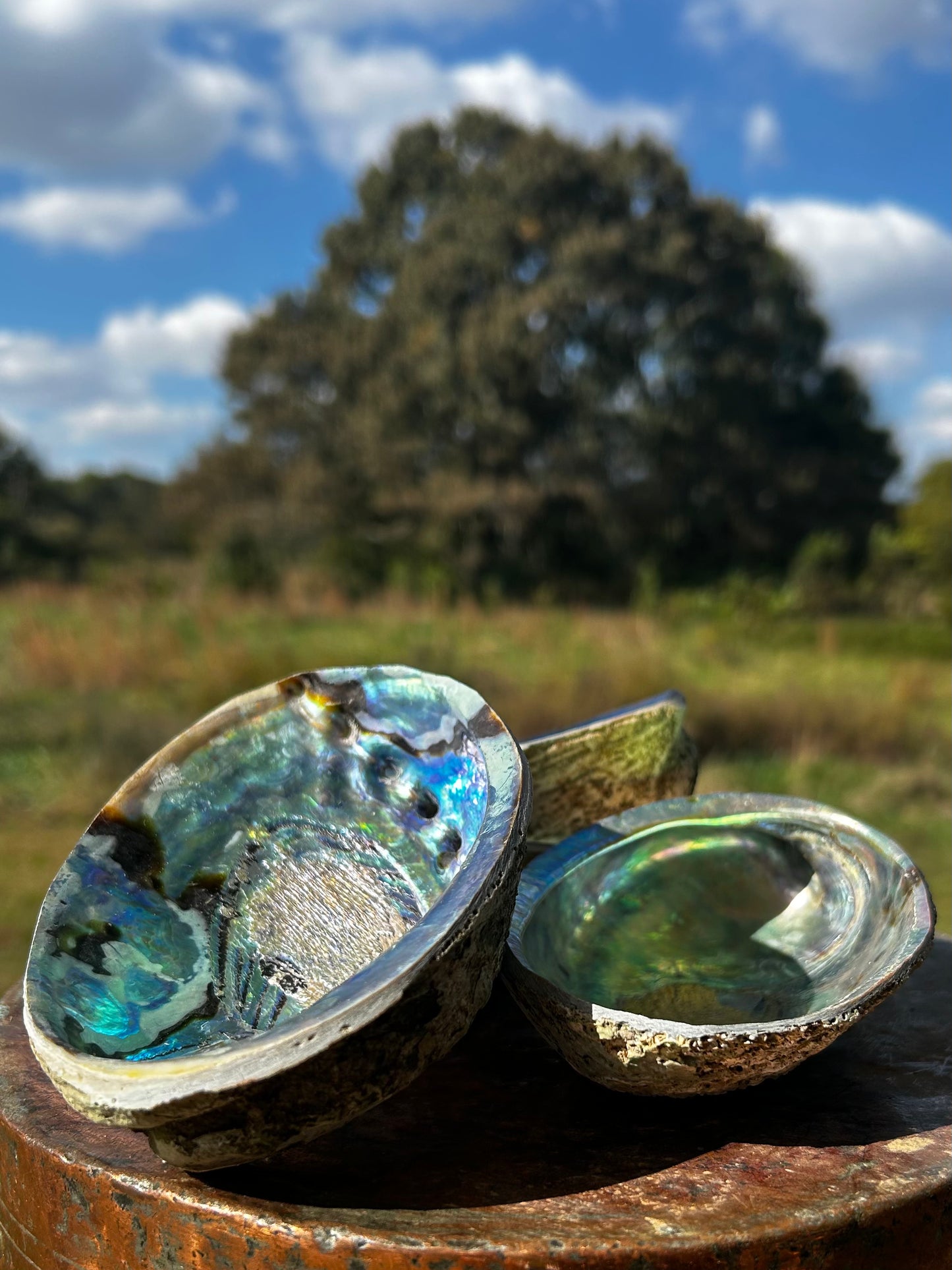 Abalone Shell Ash Catcher