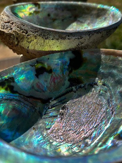 Abalone Shell Ash Catcher