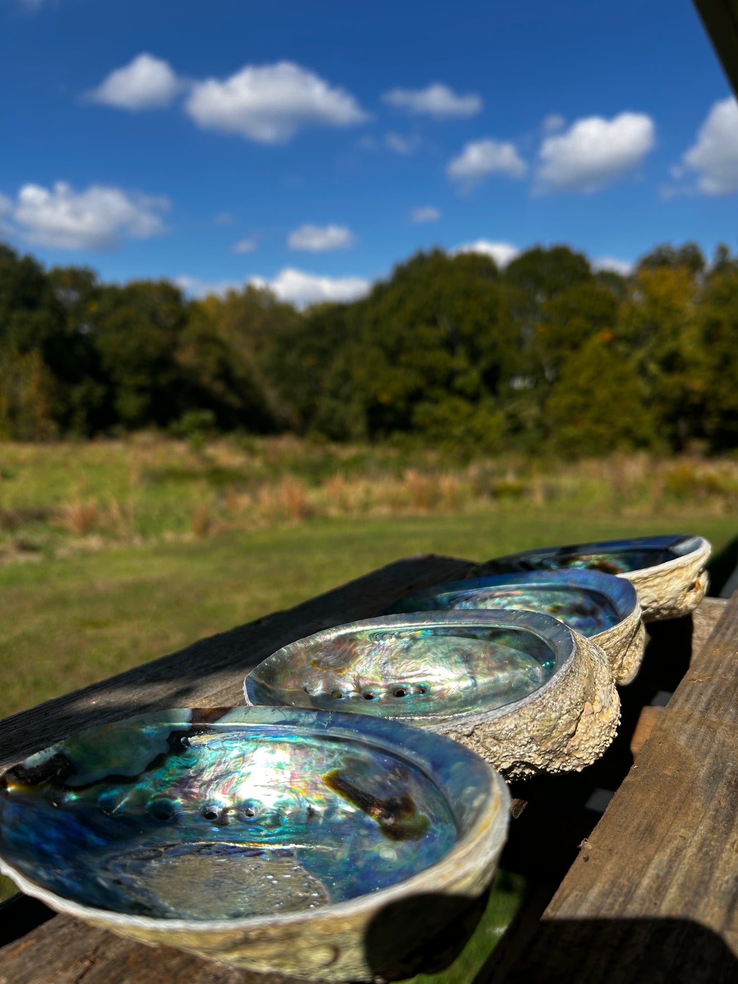 Abalone Shell Ash Catcher