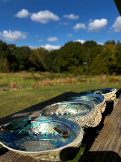 Abalone Shell Ash Catcher