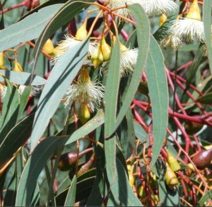 Tasmania Blue Gum Eucalyptus Meditative Essential Oil