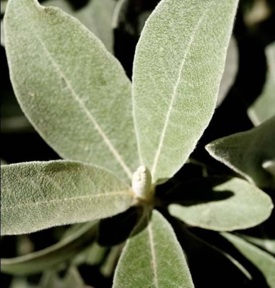 Leleshwa Meditative Essence