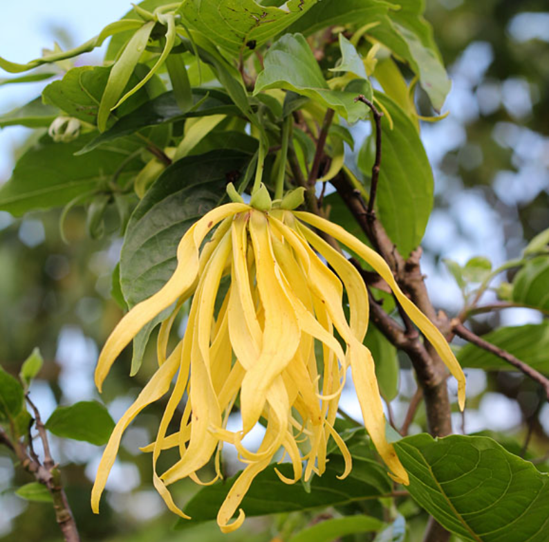 Ylang Ylang Meditative Essence